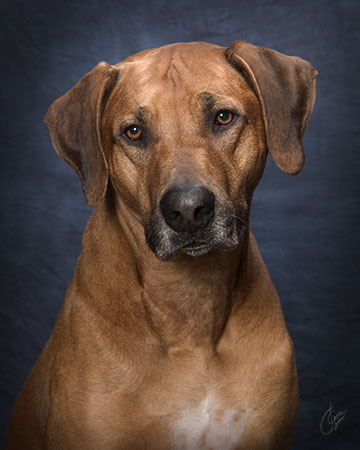 Ridgeback2.jpg