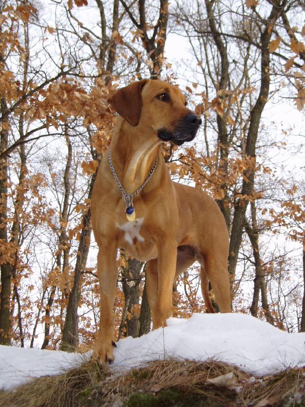 rhodesian_ridgeback.jpg