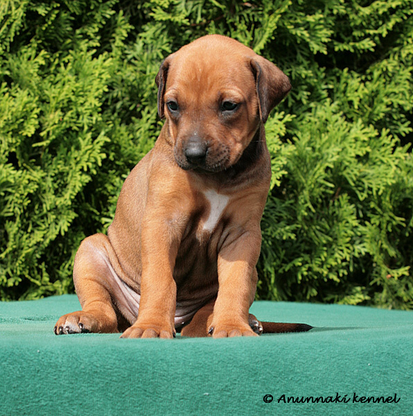 Šteniatko rhodeskeho ridgebacka.jpg