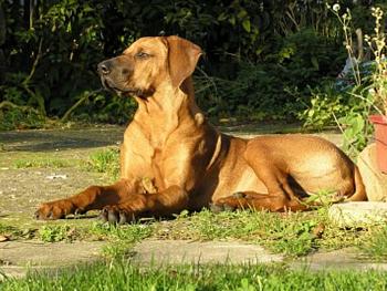 Rhodesky ridgeback dospely.jpg