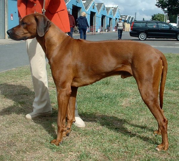 Dospely ridgeback.jpg