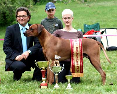 Rhodesky ridgeback na vystave.jpg