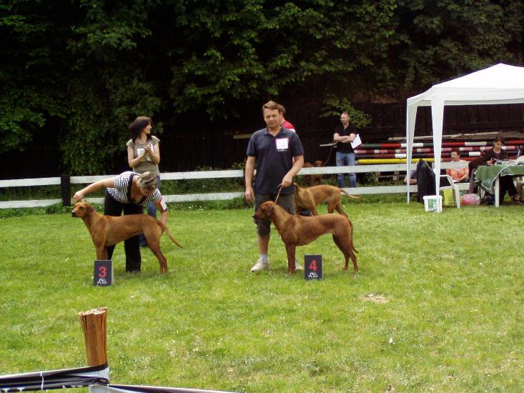 Rhodeske ridgebacky na vystave.jpg