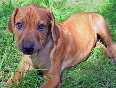 Rhodesian.jpg