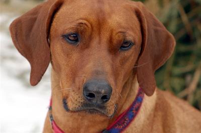 Ridgebackova hlavička.jpg