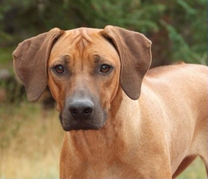 Rhodesian.Ridgeback.jpg