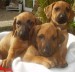 Rhodesky ridgebackovia.jpg