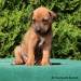 Šteniatko rhodeskeho ridgebacka.jpg