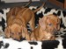 Ridgebackovia.jpg