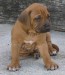 ridgeback.jpg